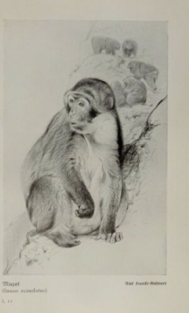 1926 - Magot / Graugrüne Meerkatze, Schweinsaffe - alter Druck